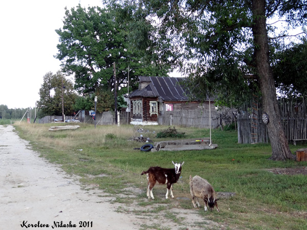 Козы на прогулке в Гусевском районе Владимирской области фото vgv