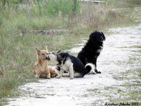 Деревенские собаки в Гусевском районе Владимирской области фото vgv