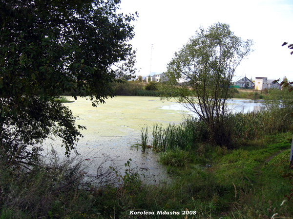 Камешковское озеро Кривуля в Камешковском районе Владимирской области фото vgv