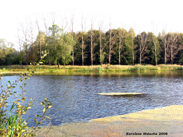 Камешковское озеро Кривуля в Камешковском районе Владимирской области фото vgv