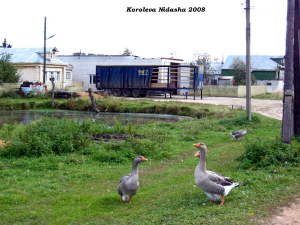 утки и гуси на пруду на ул.Калинина в Камешковском районе Владимирской области фото vgv