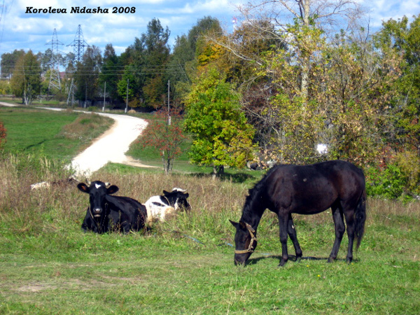 по улице коров водили, лошадки с ними там ходили в Камешковском районе Владимирской области фото vgv