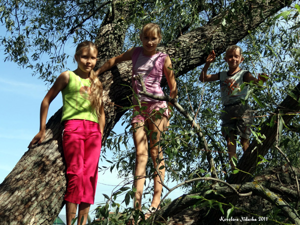 Любимое дерево Второвских ребятишек в Камешковском районе Владимирской области фото vgv