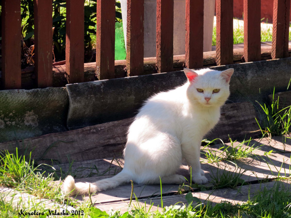 Недовольный кот в Кольчугинском районе Владимирской области фото vgv