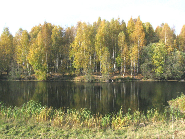 пруд у д. Стенки в Кольчугинском районе Владимирской области фото vgv