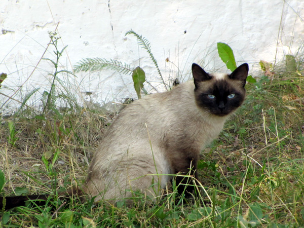 Голубоглазый кот в Ковровском районе Владимирской области фото vgv