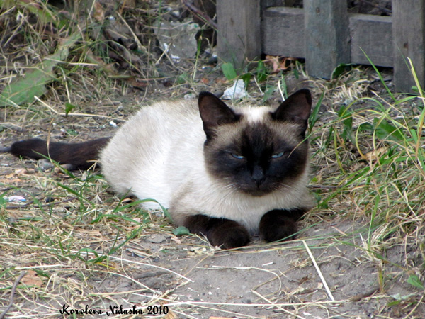 Голубоглазый кот в Ковровском районе Владимирской области фото vgv