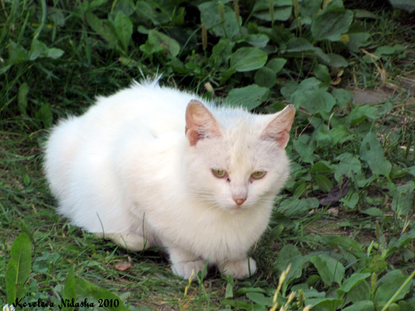 Белый кот в Ковровском районе Владимирской области фото vgv