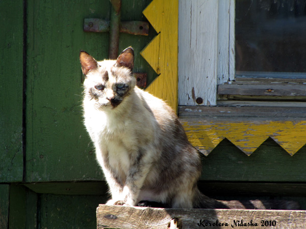 Кот-наблюдатель в Ковровском районе Владимирской области фото vgv