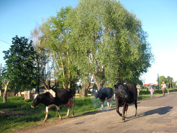 Папулино деревня в Меленковском районе Владимирской области фото vgv