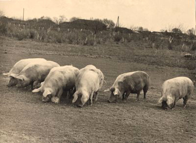 Свиньи породы Муромская Прудищенского колхоза 1950 г. в Муромском районе Владимирской области фото vgv