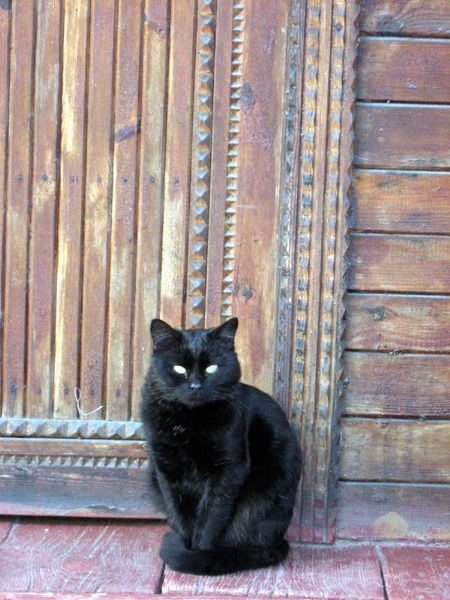 Любимый кот хозяйки дома 34 в Собинском районе Владимирской области фото vgv