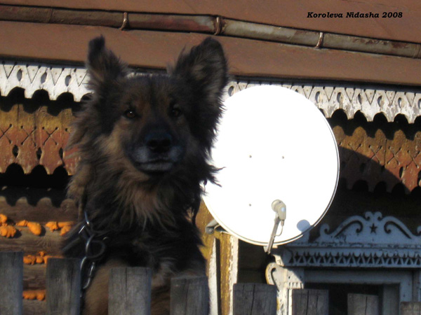 собачка в Собинском районе Владимирской области фото vgv