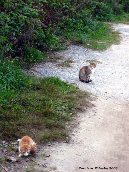 кошки на дорожке в Собинском районе Владимирской области фото vgv