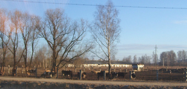 СПК Бабаево в Собинском районе Владимирской области фото vgv