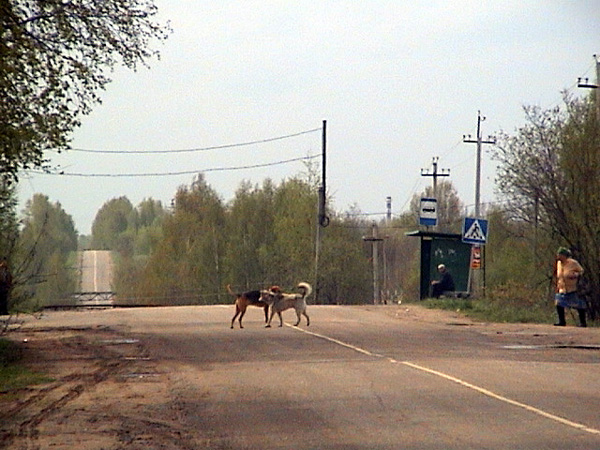 Автобусная остановка в с. Заречное в Собинском районе Владимирской области фото vgv