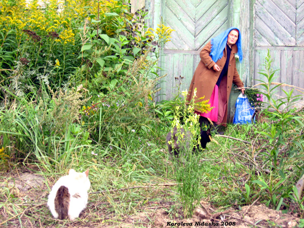 Приют для кошек в Судогодском районе Владимирской области фото vgv