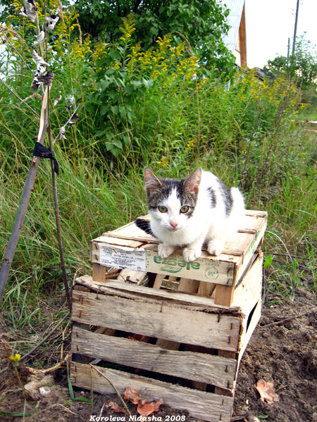Приют для кошек в Судогодском районе Владимирской области фото vgv