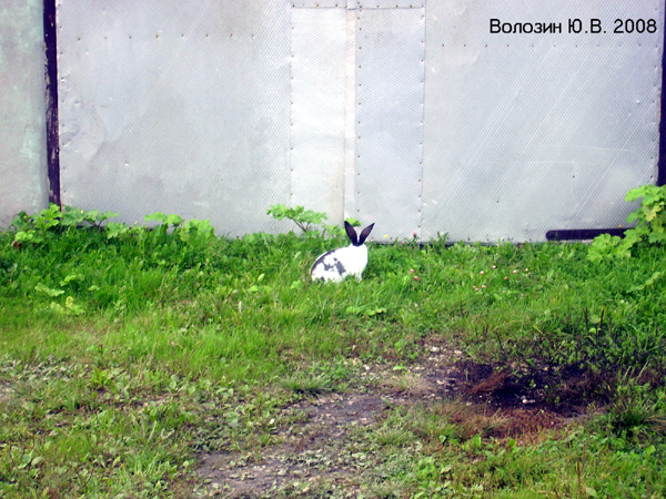 кролик в Судогодском районе Владимирской области фото vgv
