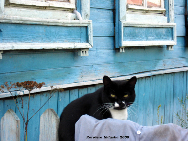 котик греется у дома на Набережной 7 в Судогодском районе Владимирской области фото vgv