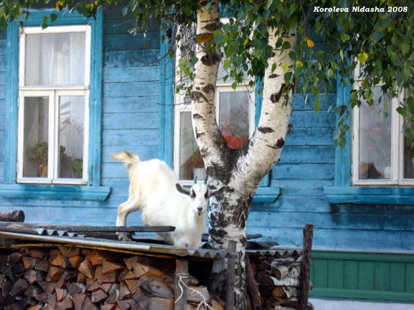Коза на завалинке в Судогодском районе Владимирской области фото vgv