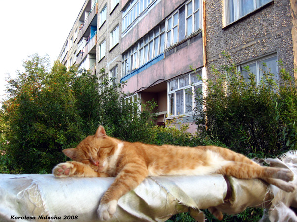 Песенка кота после тяжелого трудового дня в Судогодском районе Владимирской области фото vgv
