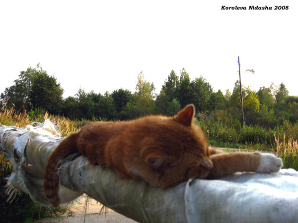 Песенка кота после тяжелого трудового дня в Судогодском районе Владимирской области фото vgv