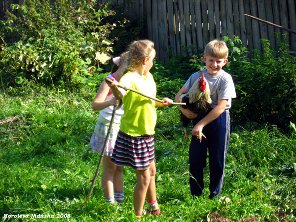 Детки и петушок в Судогодском районе Владимирской области фото vgv