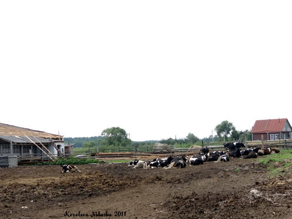 СПК Молочная ферма в Судогодском районе Владимирской области фото vgv