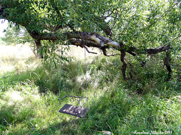 Дерево-качели в Судогодском районе Владимирской области фото vgv