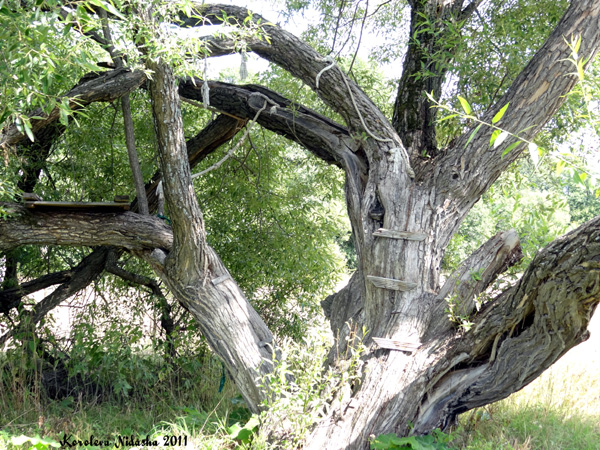 Дерево-качели в Судогодском районе Владимирской области фото vgv