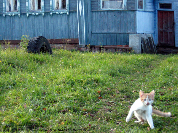 животные деревня Байгуши в Судогодском районе Владимирской области фото vgv