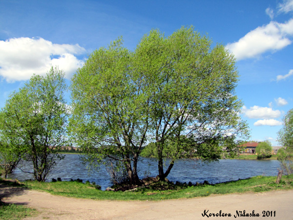 Река Уловка с. Семеновское-Красное в Суздальском районе Владимирской области фото vgv