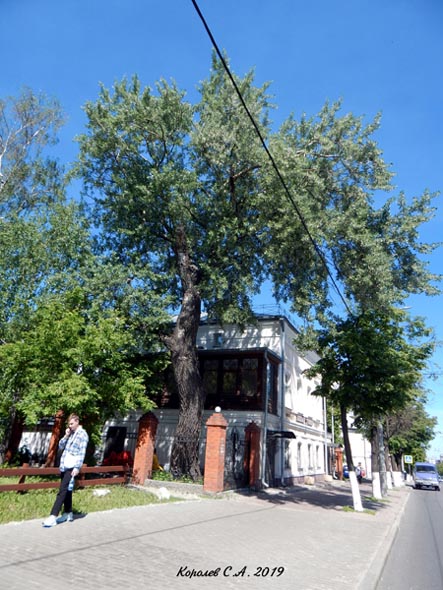 Тополь белый «Артур» у дома 17 на Большой Нижегородской улице во Владимире фото vgv