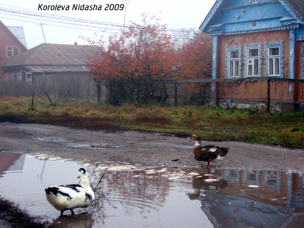 Гусям купание не запрещено в Юрьев Польском районе Владимирской области фото vgv