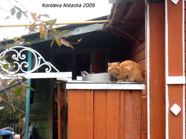 Кот в цветовой гамме дома в Юрьев Польском районе Владимирской области фото vgv
