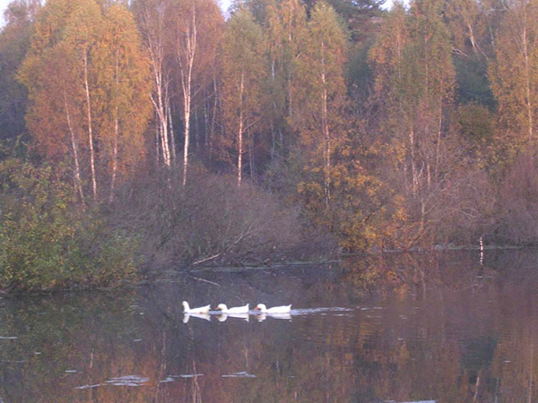 озеро у д. Алабухино в Александровском районе Владимирской области фото vgv
