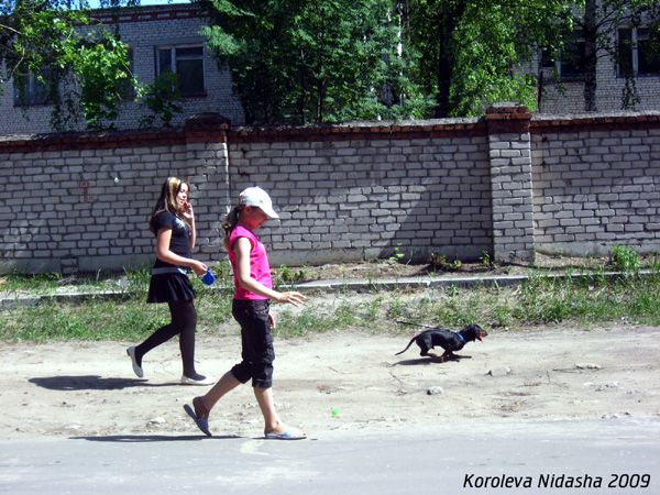 Прогулка с таксой в Гусевском районе Владимирской области фото vgv
