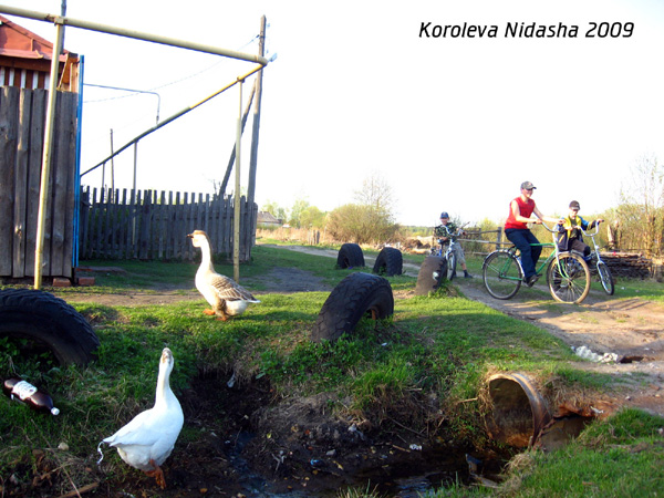 Гуси на прогулке в Гусевском районе Владимирской области фото vgv