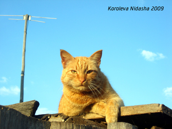 Кот-рыжуля в Гусевском районе Владимирской области фото vgv