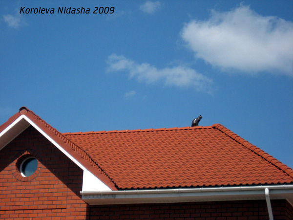 Кот на крыше в Гусевском районе Владимирской области фото vgv