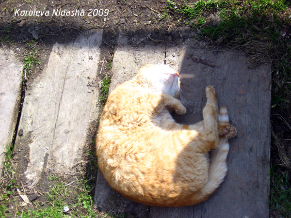 Хорошо лежу на солнце, грею ушки, носик, хвост в Гусевском районе Владимирской области фото vgv