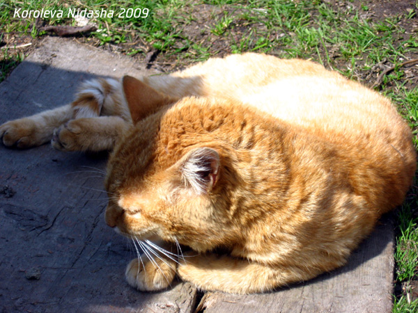 Хорошо лежу на солнце, грею ушки, носик, хвост в Гусевском районе Владимирской области фото vgv