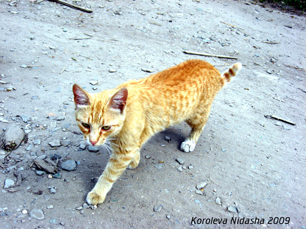 Рыжий мини-тигр - хозяин дороги в Гусевском районе Владимирской области фото vgv