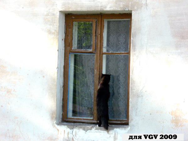 Киска-шпион в Гусевском районе Владимирской области фото vgv
