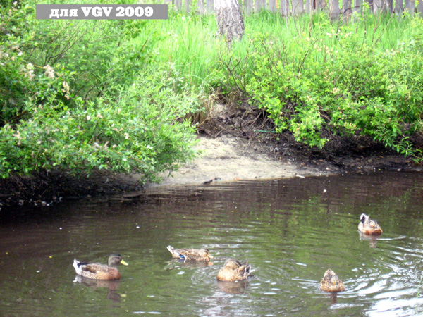 Пруд с утками и гусями в Гусевском районе Владимирской области фото vgv