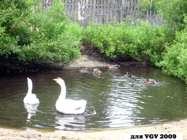 Пруд с утками и гусями в Гусевском районе Владимирской области фото vgv