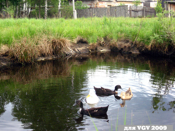 пруд в Гусевском районе Владимирской области фото vgv