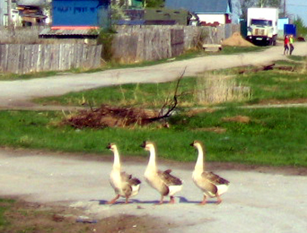 Три веселых гуся в Гусевском районе Владимирской области фото vgv