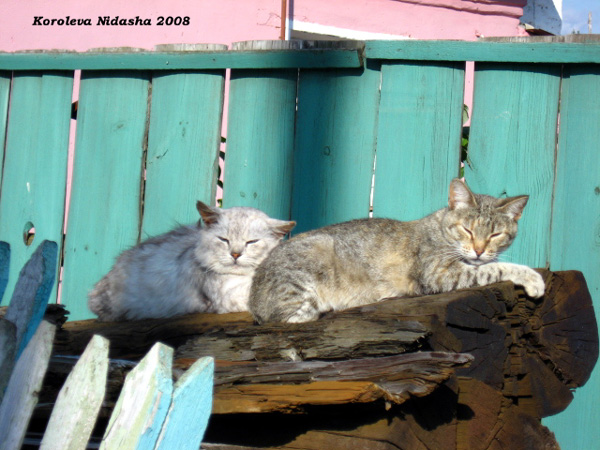 коты на солнышке в Камешковском районе Владимирской области фото vgv